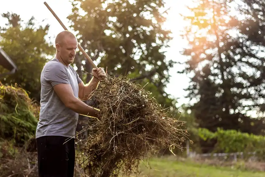 Efficient Yard cleanup in Edison, NJ